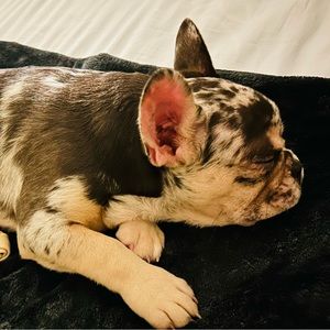 Meet your Posher, Genevieve